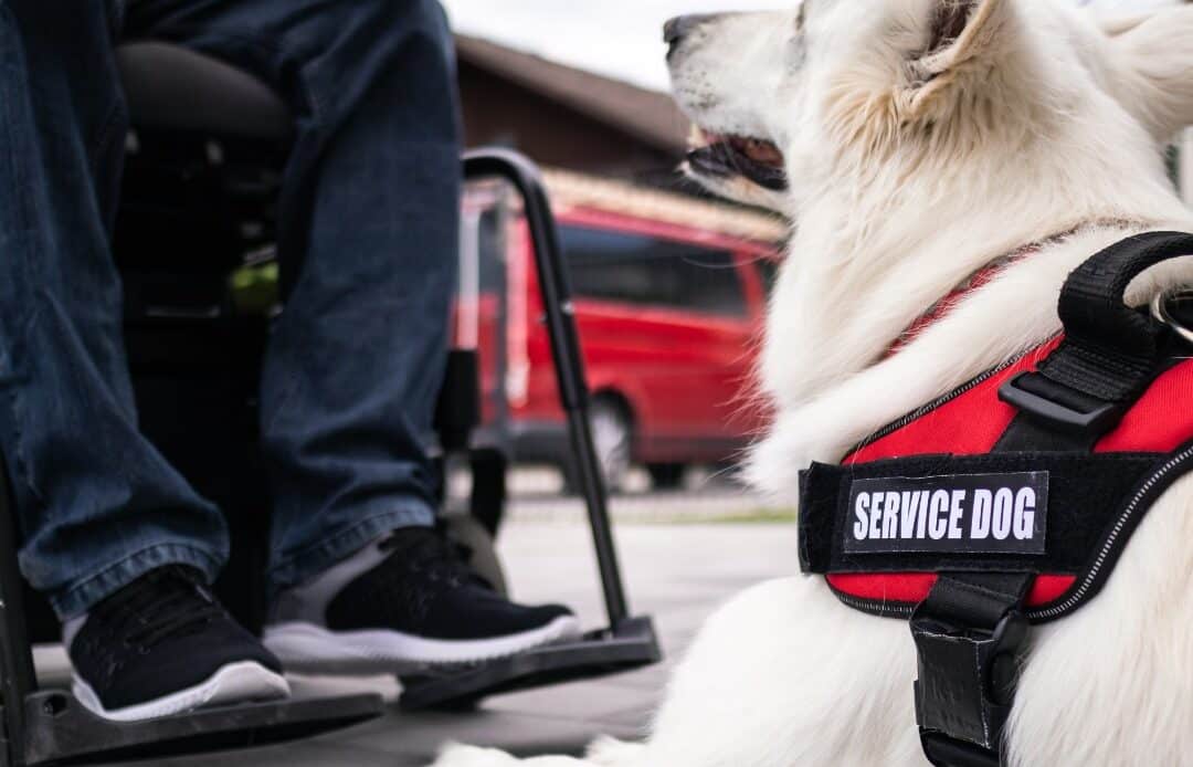$7K Service/Assisted Animal Grant