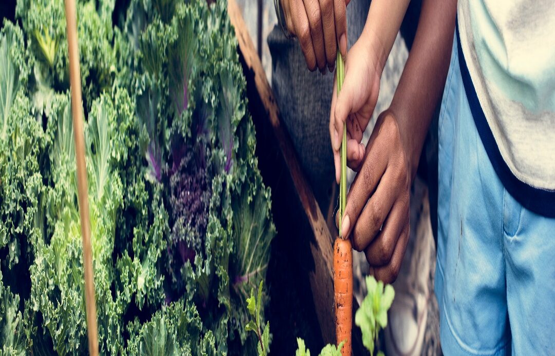 $3K Youth Education Garden